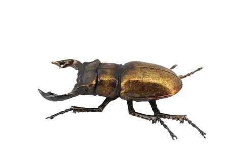 Metallic Gold Giant Stag Beetle Wall Hanging Ornament