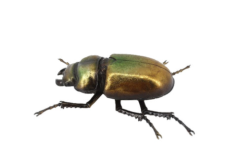Metallic Gold & Green Lesser Stag Beetle Wall Hanging Ornament